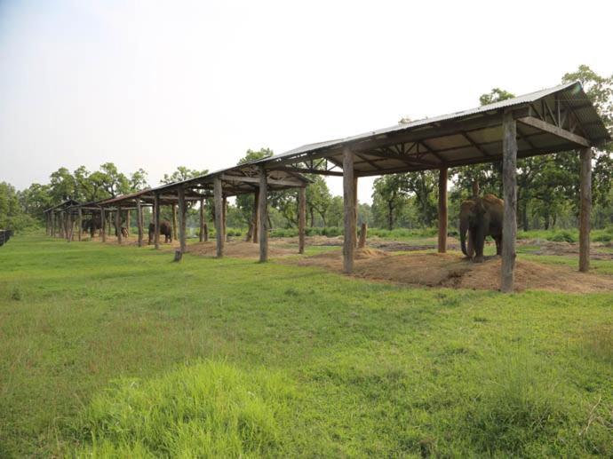 Hotel Royal Safari Sauraha Eksteriør billede